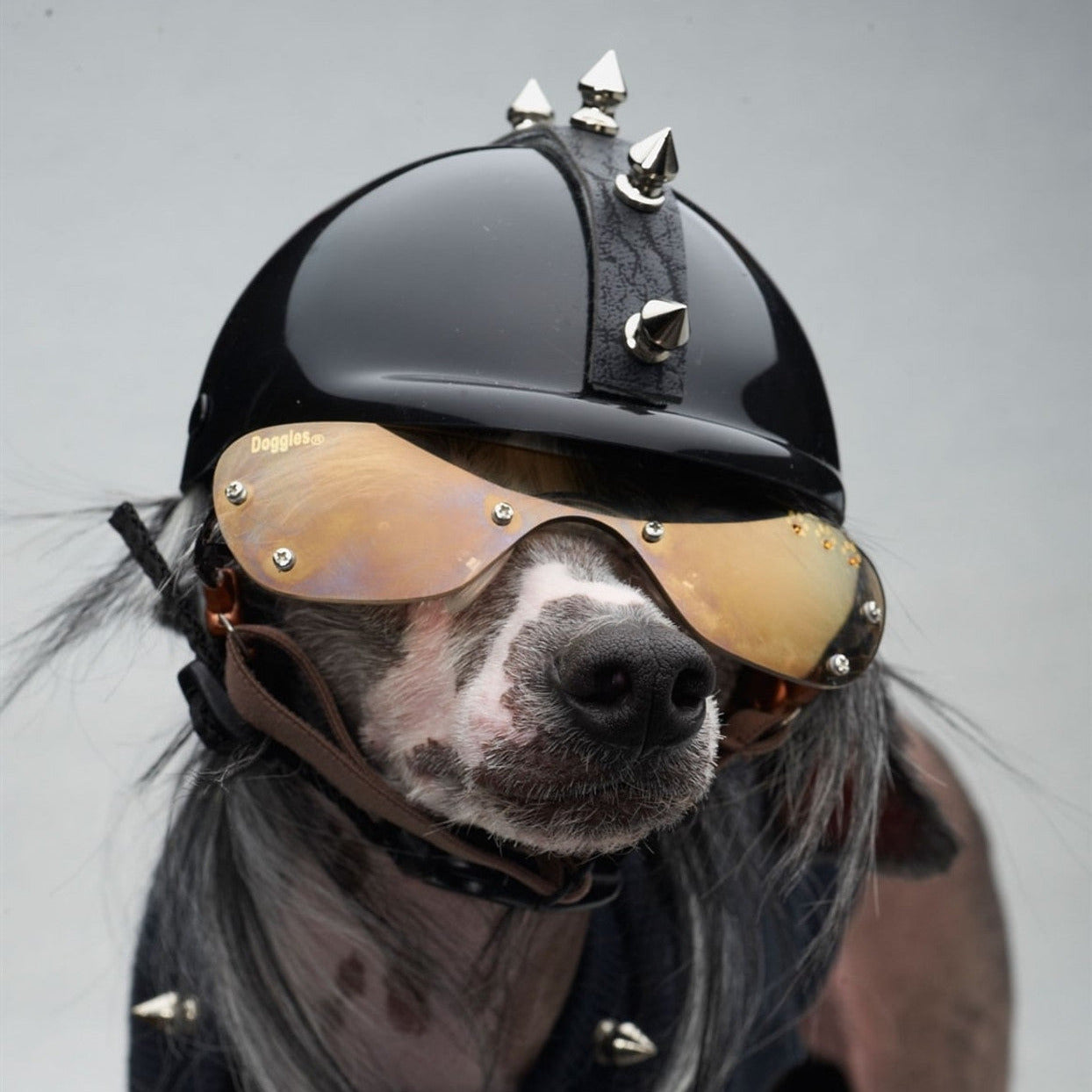 Limited Edition Motorcycle Helmet for Dogs - Elite Pet Design Limited Edition Motorcycle Helmet for Dogs - Elite Pet Design