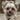 Yellow Dog Sunglasses