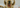 The Benefits of Owning a Dog
