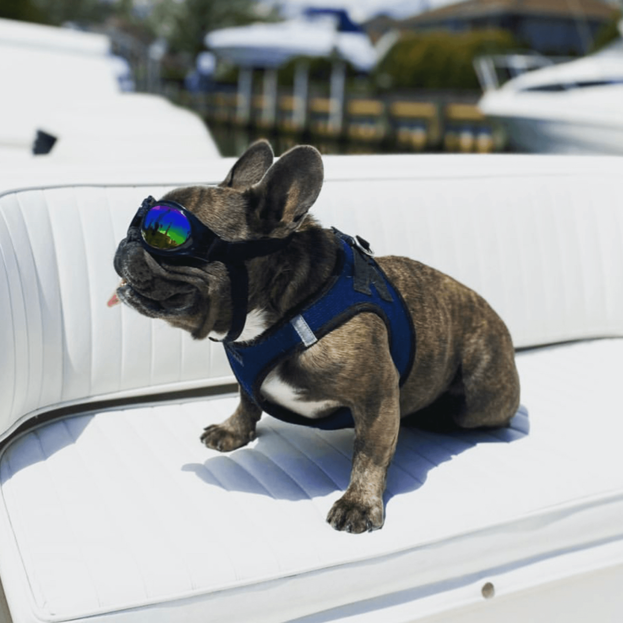 K9 Sport Shades – Dog Goggles for Sun, Wind, and Adventure Protection