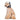 Trapper Dog Hat