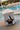 Royal Cabana Dog Bed